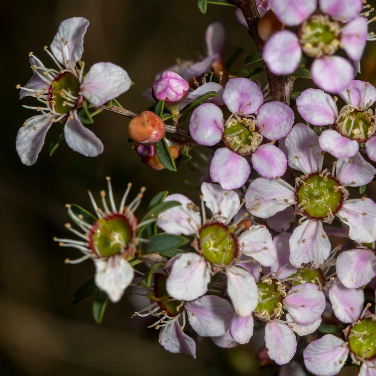 Leptospermum myrsinoides (Silky Tea Tree) at Greenlink Sandbelt Indigenous Nursery