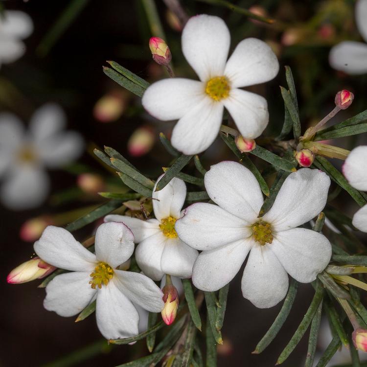 Ricinocarpus pinifolius (Wedding Bush) at Greenlink Sandbelt Indigenous Nursery