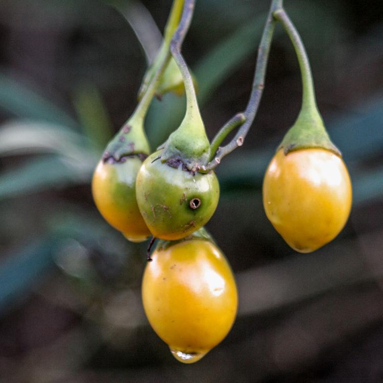 Solanum laciniatum (Large Kangaroo Apple) at Greenlink Sandbelt Indigenous Nursery