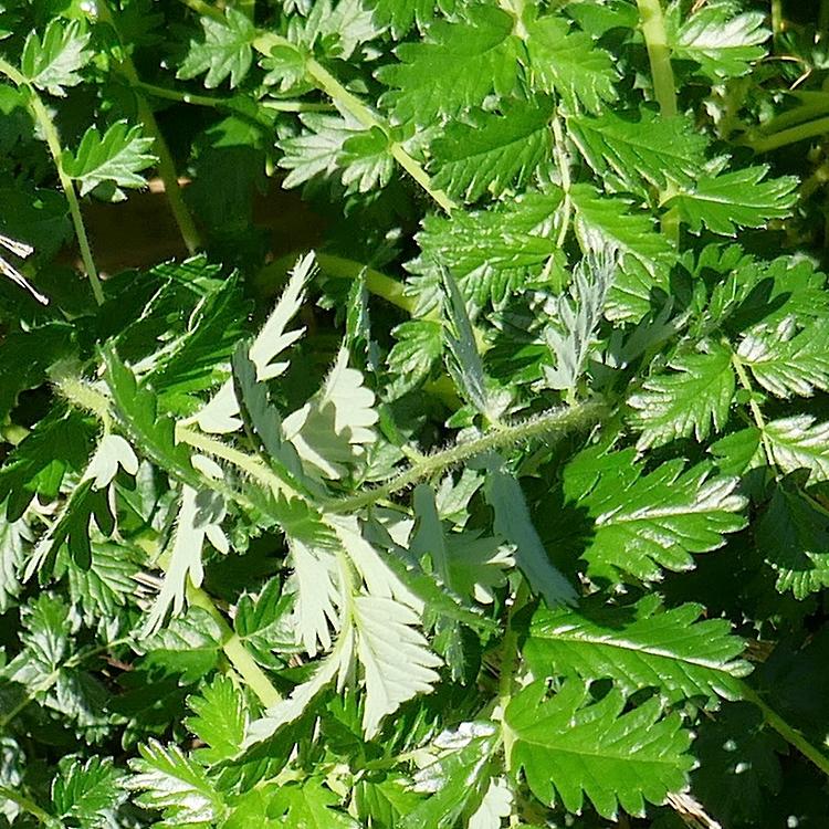 Acaena echinata (Sheep's Burr) at Greenlink Sandbelt Indigenous Nursery