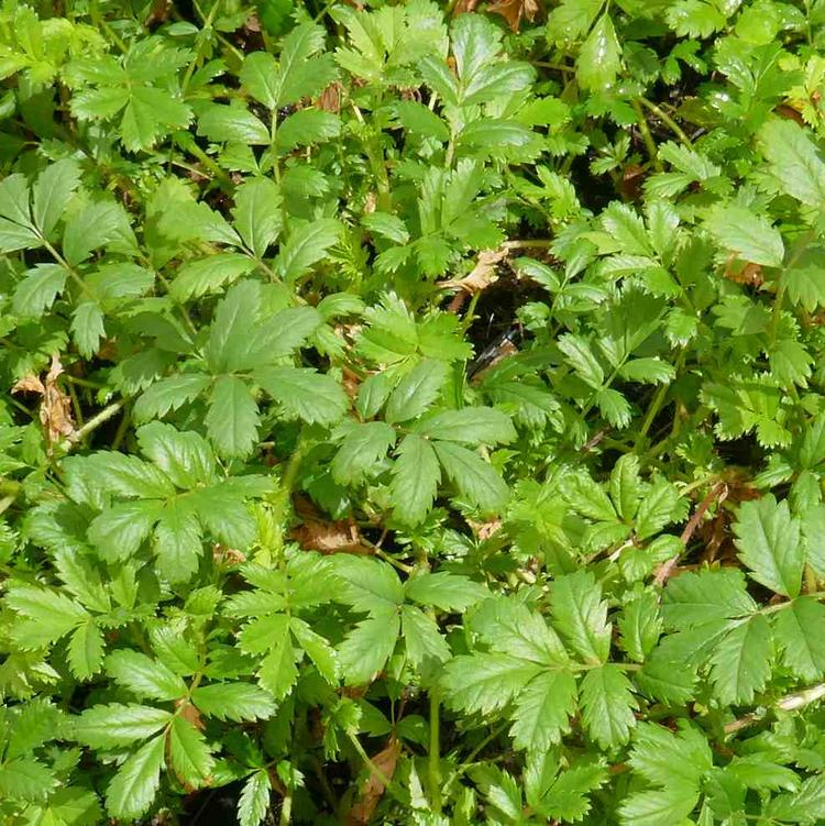 Acaena novae-zelandiae (Bidgee-widgee) at Greenlink Sandbelt Indigenous Nursery