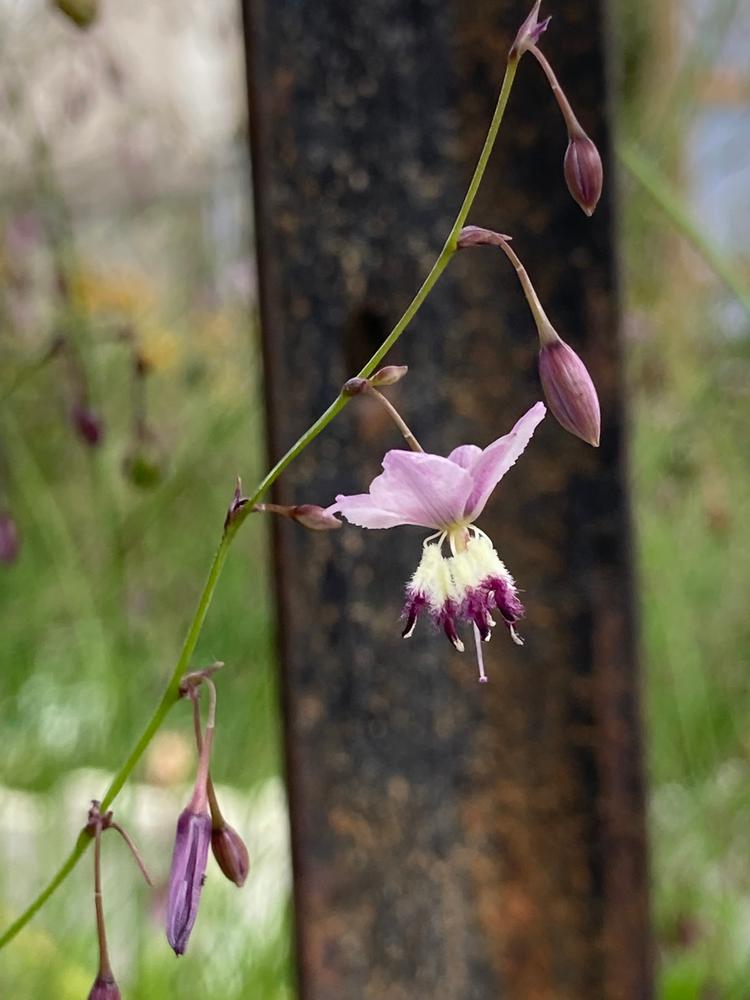 Arthropodium milleflorum (Pale Vanilla-lily) at Greenlink Sandbelt Indigenous Nursery