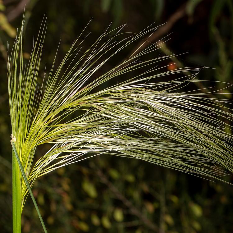 Austrostipa mollis (soft spear-grass) at Greenlink Sandbelt Indigenous Nursery