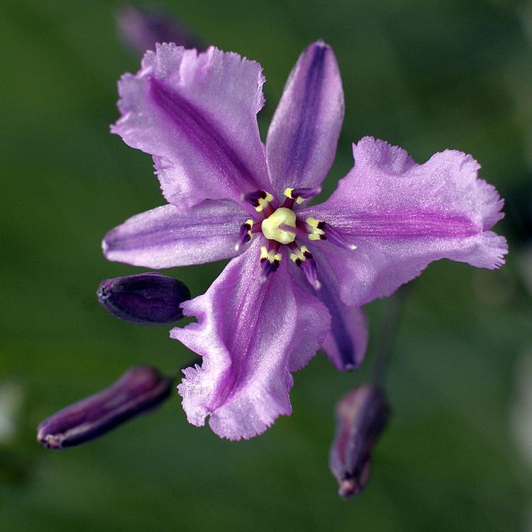 Arthropodium strictum (Chocolate Lily) at Greenlink Sandbelt Indigenous Nursery