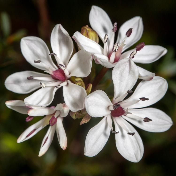 Burchardia umbellata (Milkmaids) at Greenlink Sandbelt Indigenous Nursery