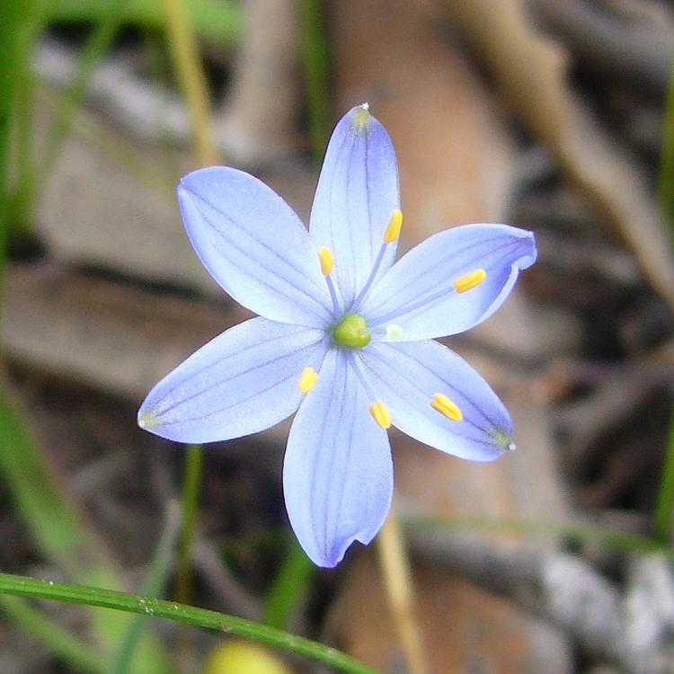 Chamaescilla corymbosa (Blue Stars) at Greenlink Sandbelt Indigenous Nursery