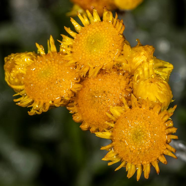 Chrysocephalum apiculatum (Common Everlasting) at Greenlink Sandbelt Indigenous Nursery