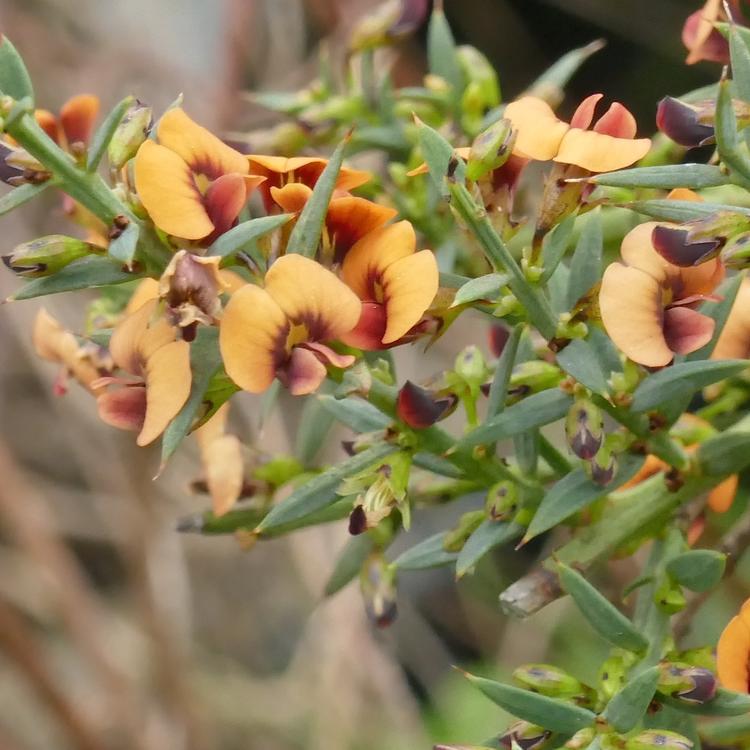 Daviesia ulicifolia (Gorse Bitter-pea) at Greenlink Sandbelt Indigenous Nursery