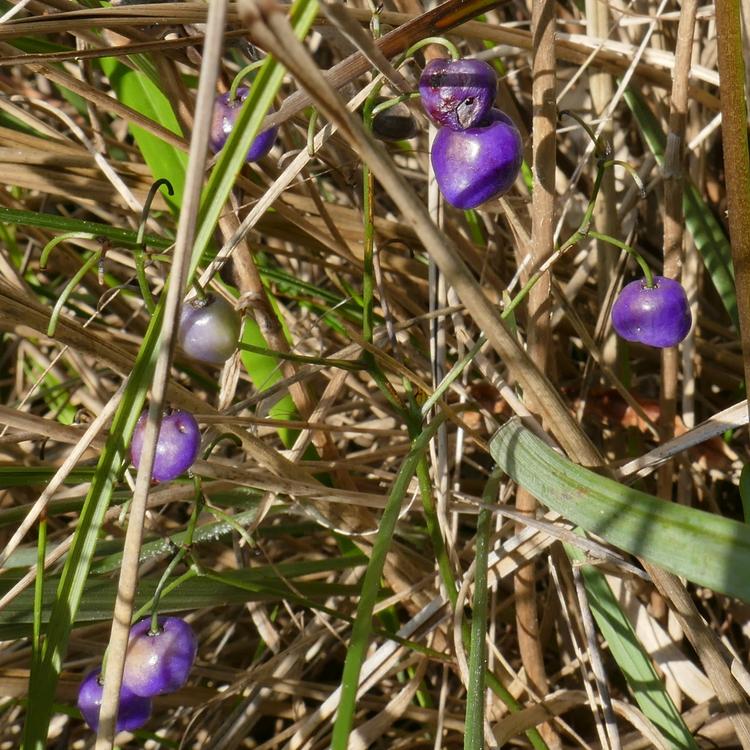 Dianella admixta (Spreading Flax-lily) at Greenlink Sandbelt Indigenous Nursery