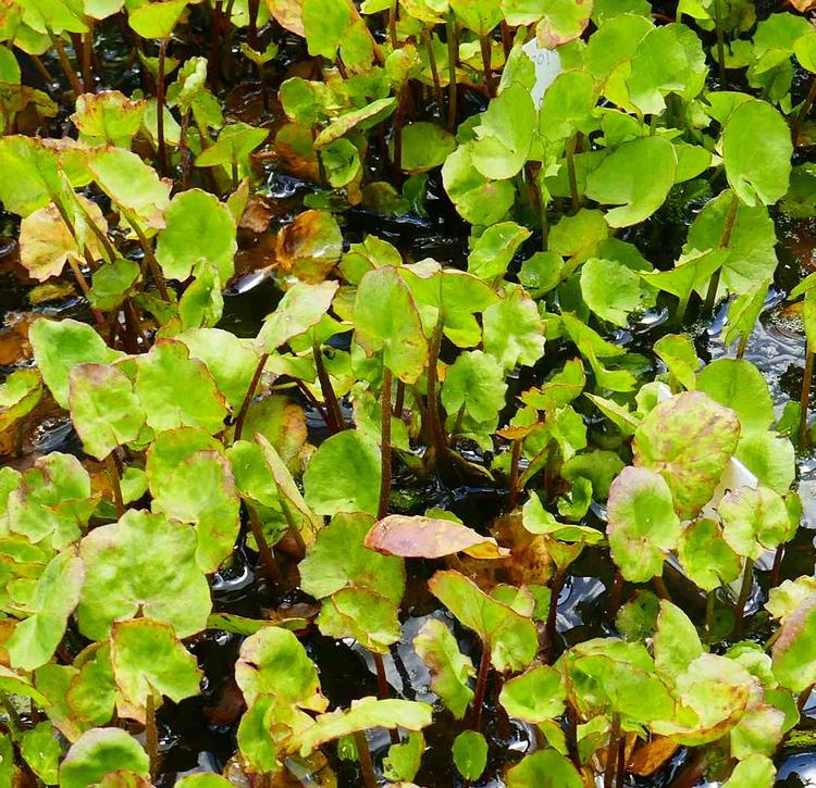 Centella cordifolia (Swamp Pennywort) at Greenlink Sandbelt Indigenous Nursery