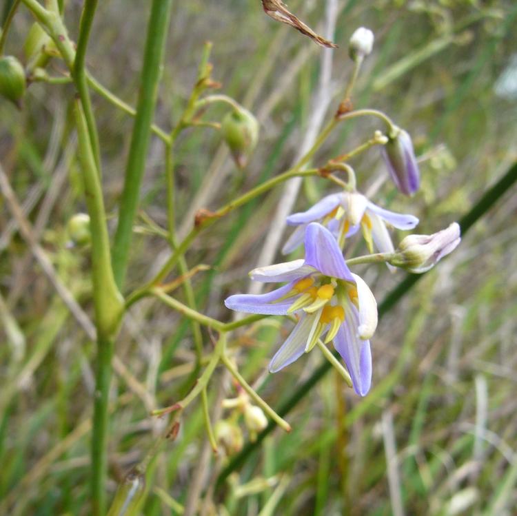 Dianella laevis (Pale Flax-lily) at Greenlink Sandbelt Indigenous Nursery