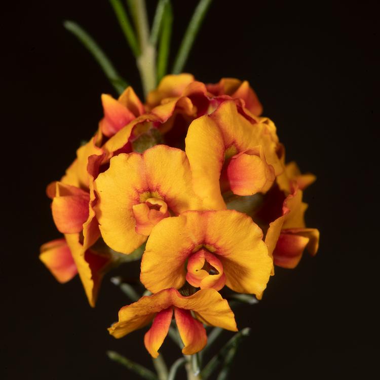 Dillwynia cinerascens (Grey parrot-pea) at Greenlink Sandbelt Indigenous Nursery