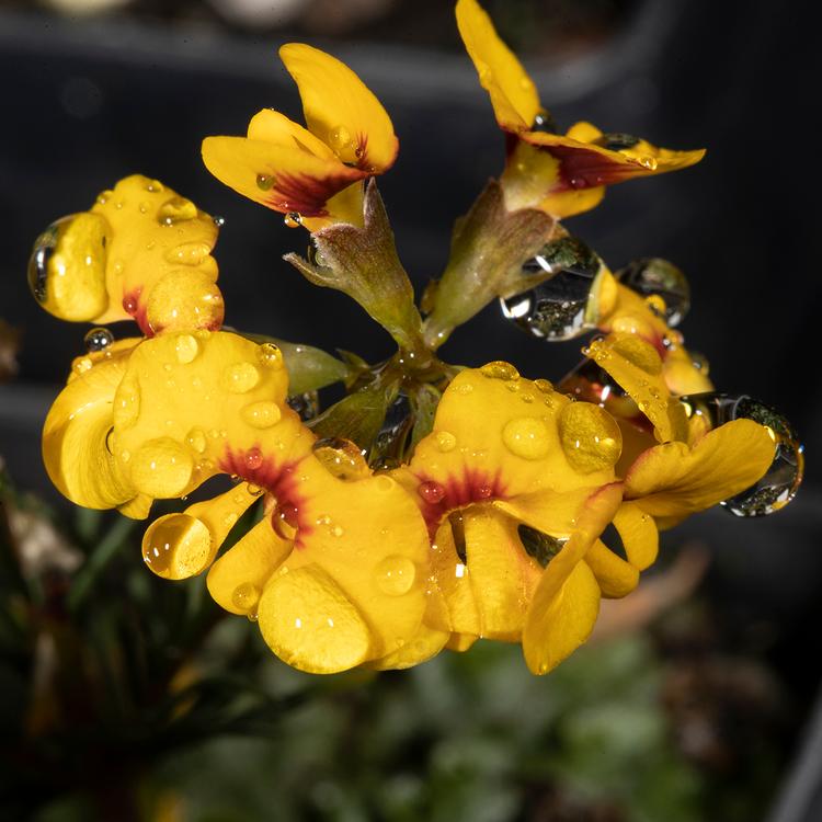 Dillwynia glaberrima (Heath Parrot-pea) at Greenlink Sandbelt Indigenous Nursery