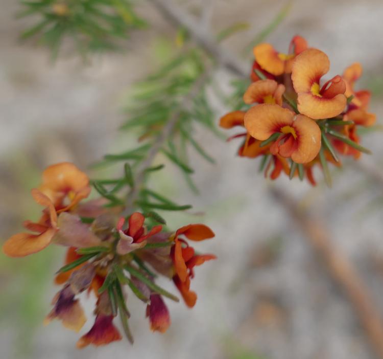 Dillwynia sericea (Showy Parrot-pea) at Greenlink Sandbelt Indigenous Nursery