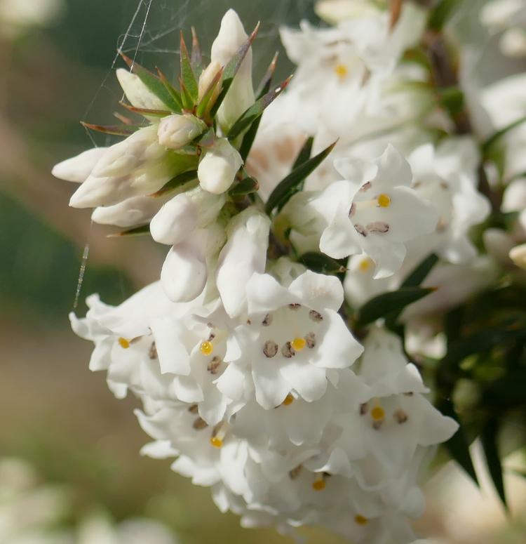 Epacris impressa (Common Heath) at Greenlink Sandbelt Indigenous Nursery