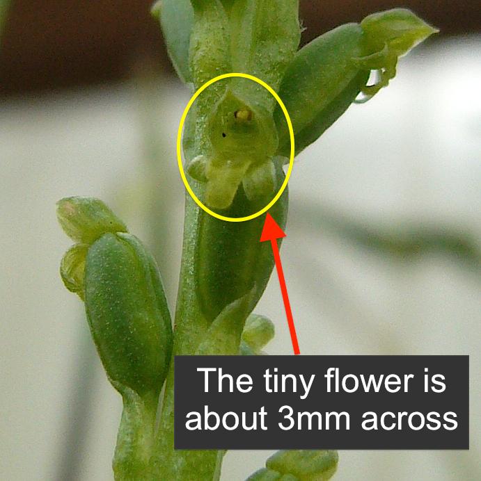 microtis unifolia (common onion-orchid) at Greenlink Sandbelt Indigenous Nursery