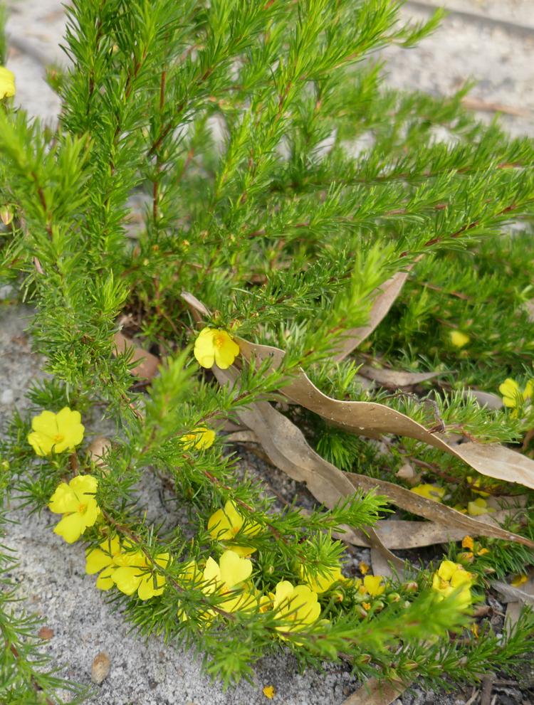 Hibbertia fasciculata (Bundled Guinea-flower) at Greenlink Sandbelt Indigenous Nursery