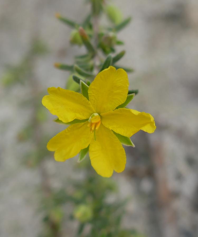 Hibbertia riparia (Erect Guinea-flower) at Greenlink Sandbelt Indigenous Nursery