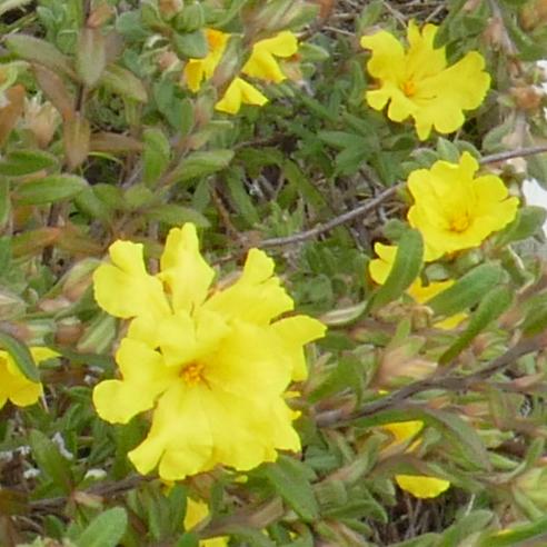 Hibbertia sericea (Silky Guinea-flower) at Greenlink Sandbelt Indigenous Nursery