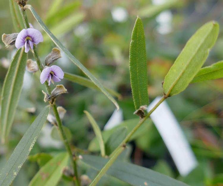 Hovea heterophylla (Common Hovea) at Greenlink Sandbelt Indigenous Nursery