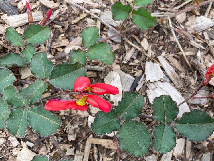 Kennedia prostrata (Running Postman) at Greenlink Sandbelt Indigenous Nursery