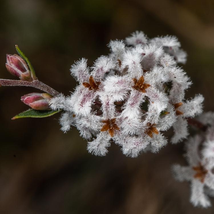 Leucopogon virgatus (Common Beard-heath) at Greenlink Sandbelt Indigenous Nursery