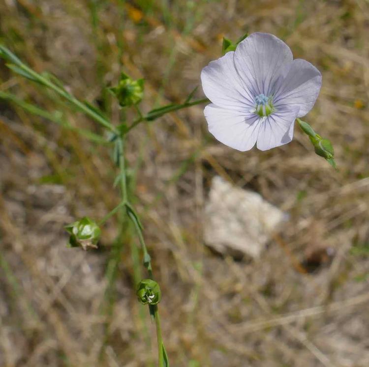 Linum marginale (Native Flax) at Greenlink Sandbelt Indigenous Nursery