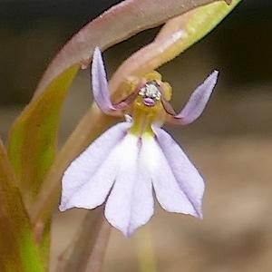 Lobelia anceps (Angled Lobelia) at Greenlink Sandbelt Indigenous Nursery