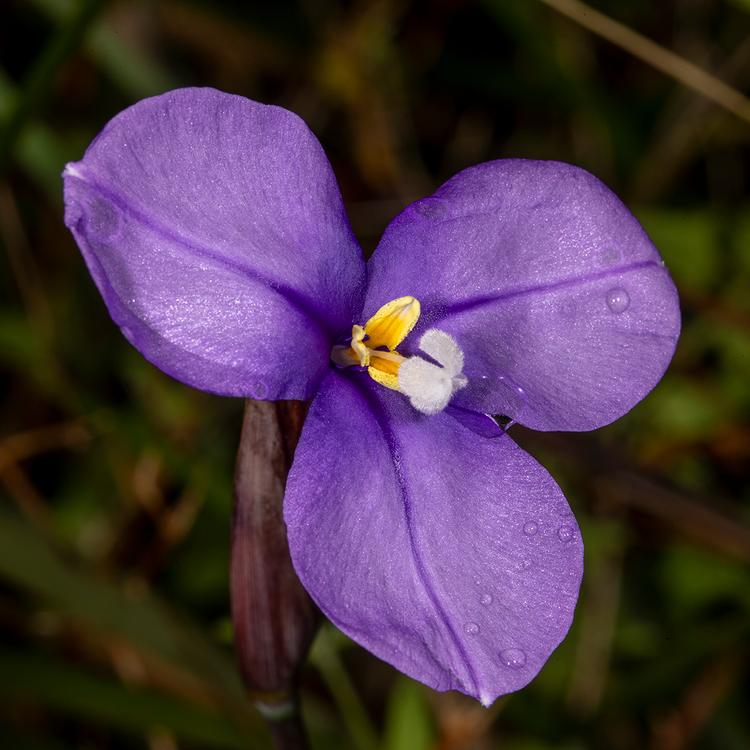 Patersonia occidentalis (Long Purple-flag) at Greenlink Sandbelt Indigenous Nursery