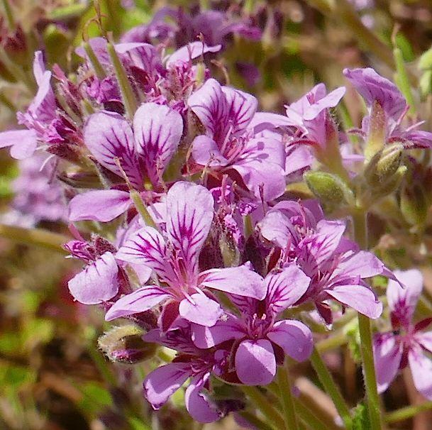 Pelargonium australe (Austral Stork's-bill) at Greenlink Sandbelt Indigenous Nursery