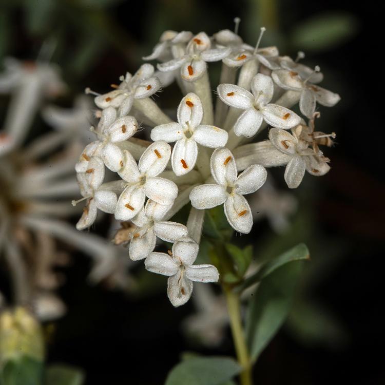 Pimelea glauca (Smooth Rice-flower) at Greenlink Sandbelt Indigenous Nursery