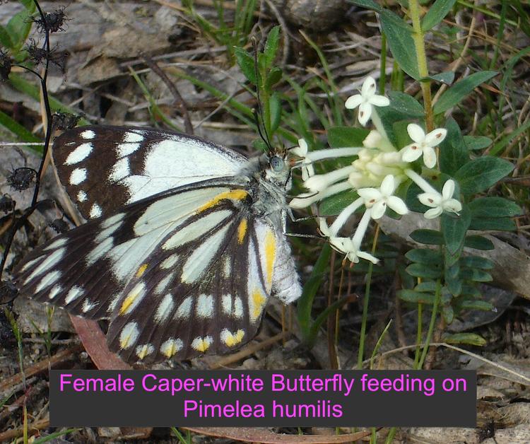 Pimelea humilis (Common Rice-flower) at Greenlink Sandbelt Indigenous Nursery