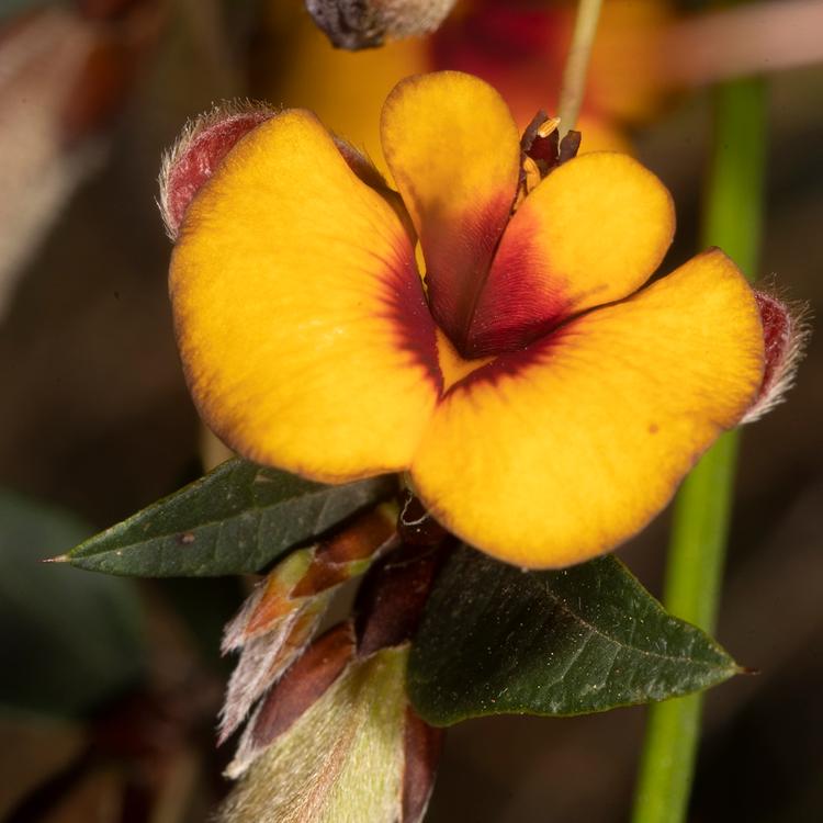 Platylobium obtusangulum (Common Flat-pea) at Greenlink Sandbelt Indigenous Nursery