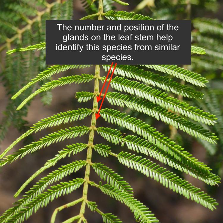 Acacia mearnsii (Black Wattle) at Greenlink Sandbelt Indigenous Nursery