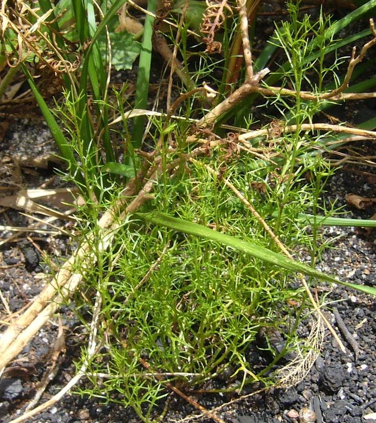 Platysace heterophylla (Slender Platysace) at Greenlink Sandbelt Indigenous Nursery