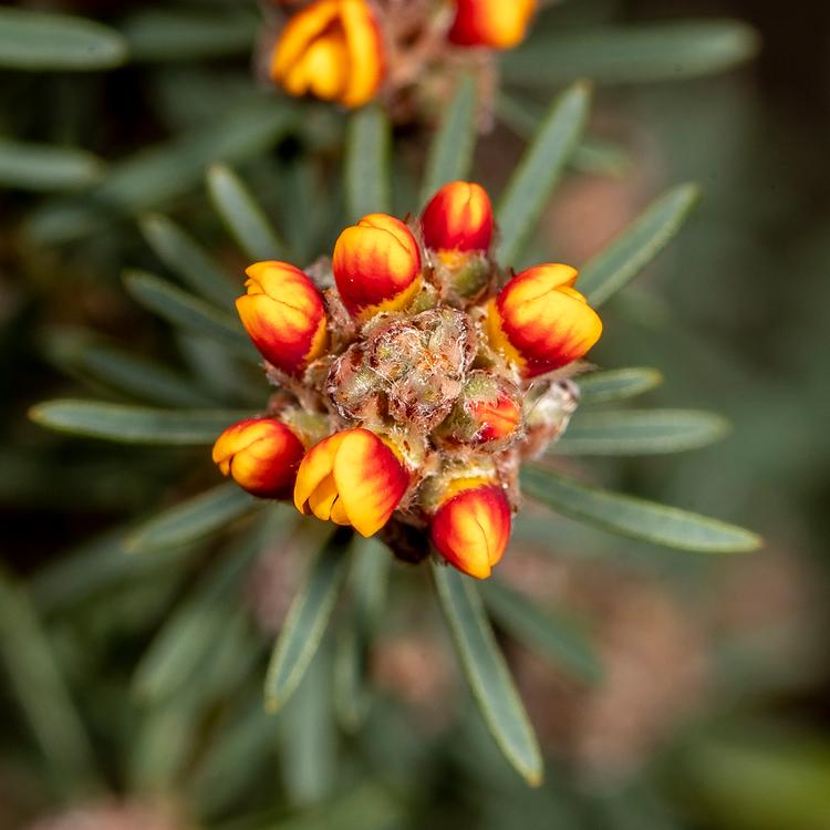 Pultenaea dentata (Clustered Bush-pea) at Greenlink Sandbelt Indigenous Nursery