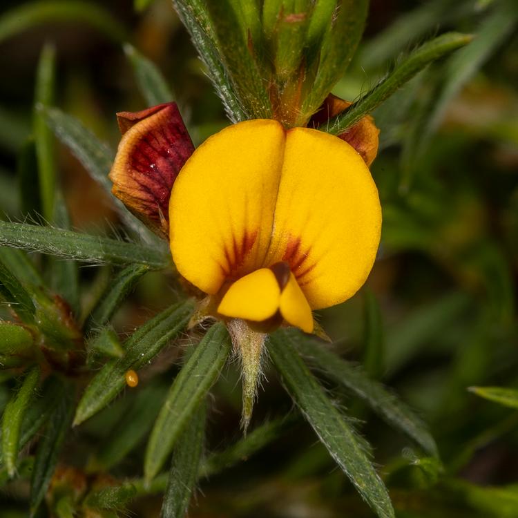 Pultenaea tenuifolia (Slender Bush-pea) at Greenlink Sandbelt Indigenous Nursery