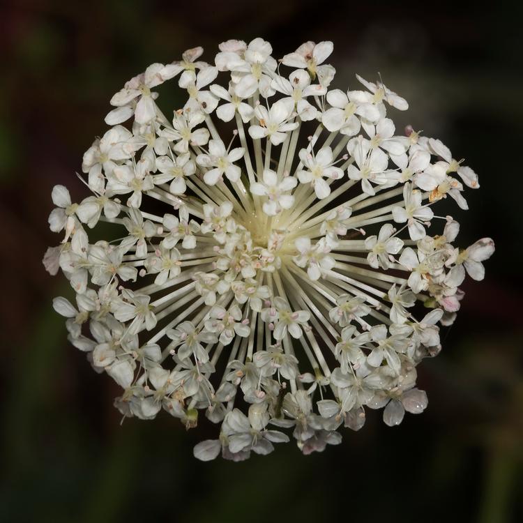 Trachymene composita (Wild Parsnip) at Greenlink Sandbelt Indigenous Nursery