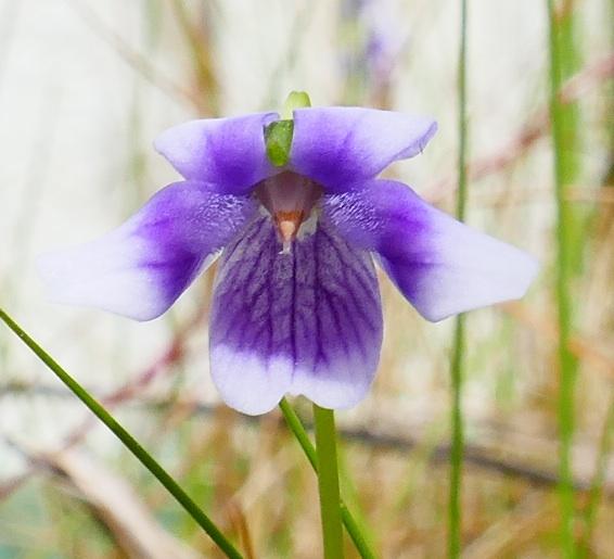 Viola hederacea (Ivy-leaf Violet) at Greenlink Sandbelt Indigenous Nursery