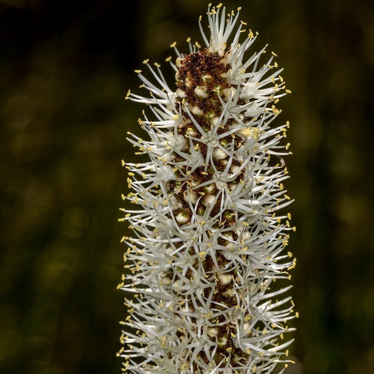 Xanthorrhoea minor (Small Grass Tree) at Greenlink Sandbelt Indigenous Nursery