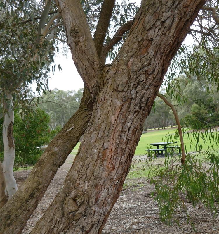 Eucalyptus viminalis (Coast Manna Gum) at Greenlink Sandbelt Indigenous Nursery