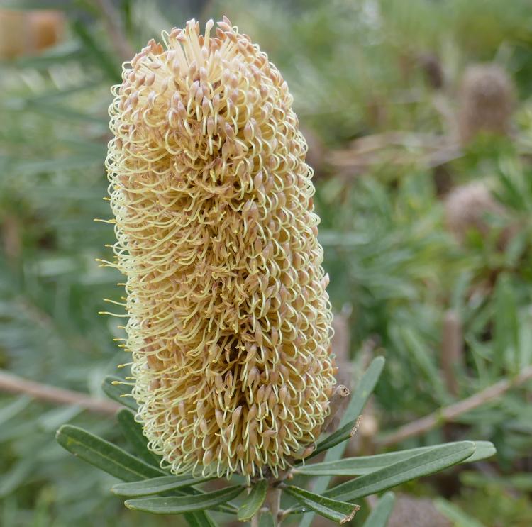 Banksia marginata (Silver Banksia) at Greenlink Sandbelt Indigenous Nursery