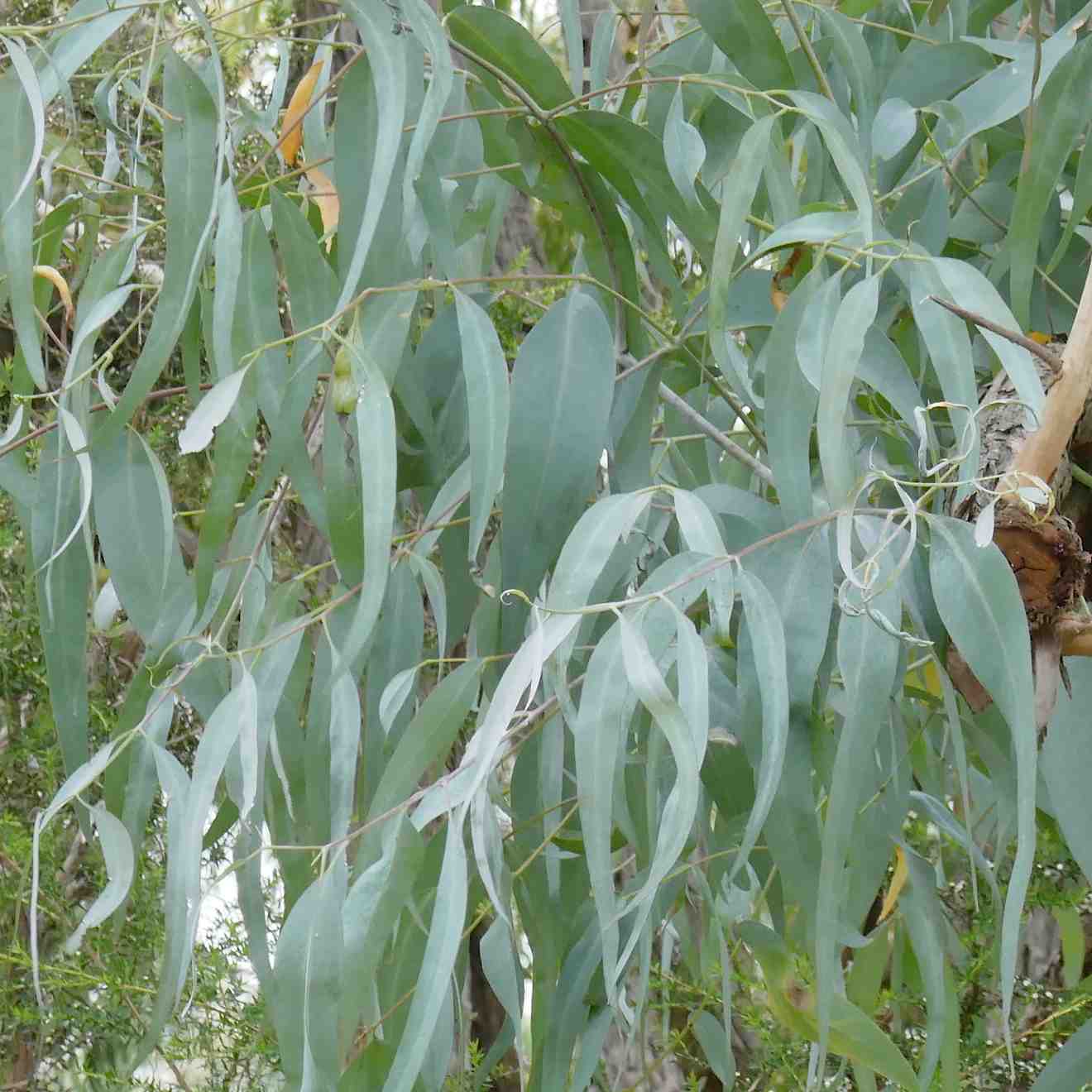 Eucalyptus cephalocarpa (Silver Stringybark) at Greenlink Sandbelt ...