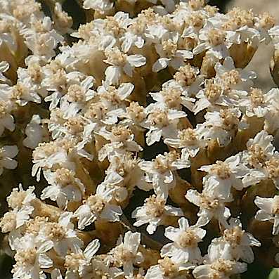 Everlasting Tree Ozothamnus ferrugineus (Tree Everlasting) at Greenlink Sandbelt ...