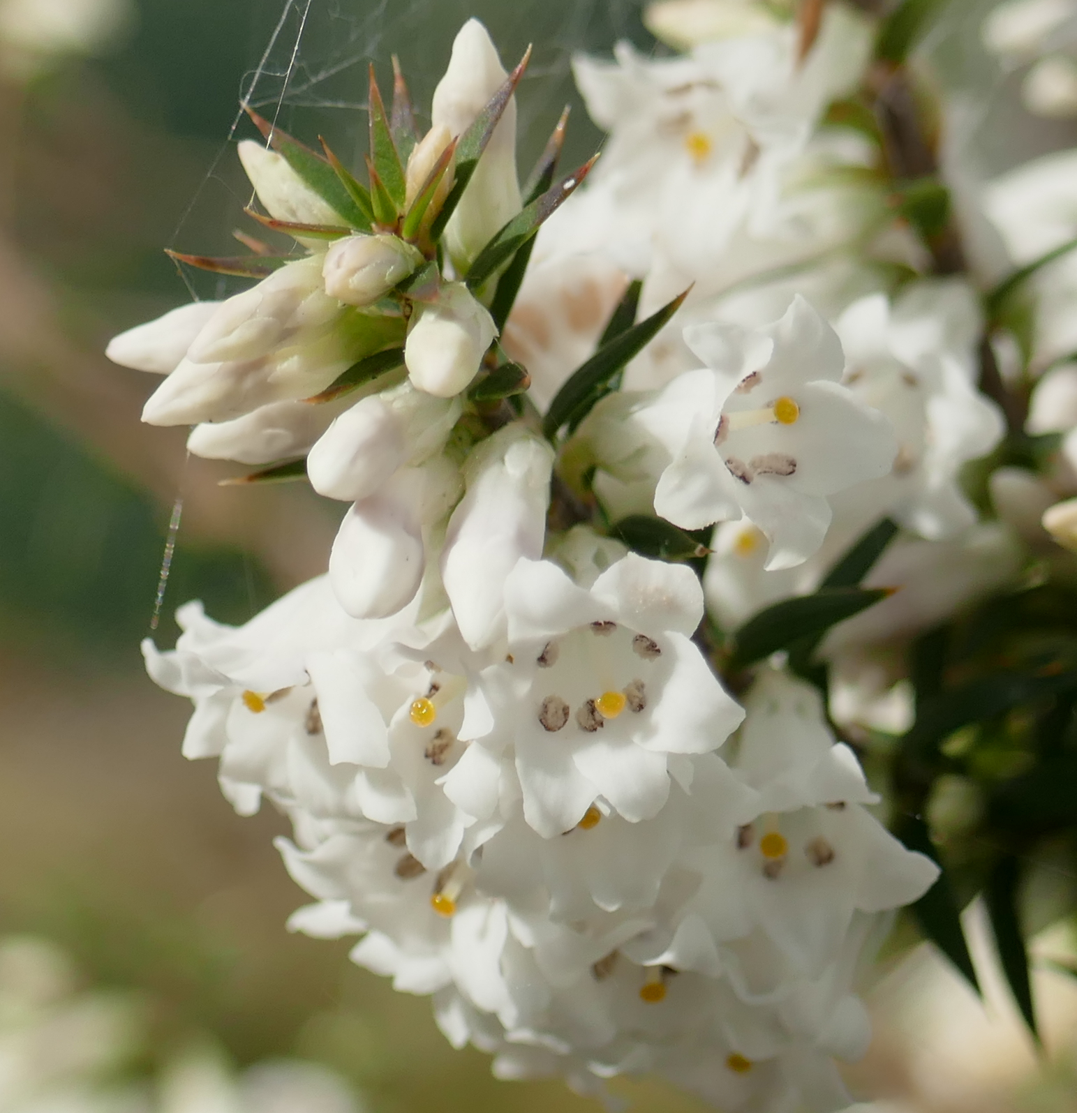 Epacris impressa Heath) at Greenlink Sandbelt Indigenous Nursery