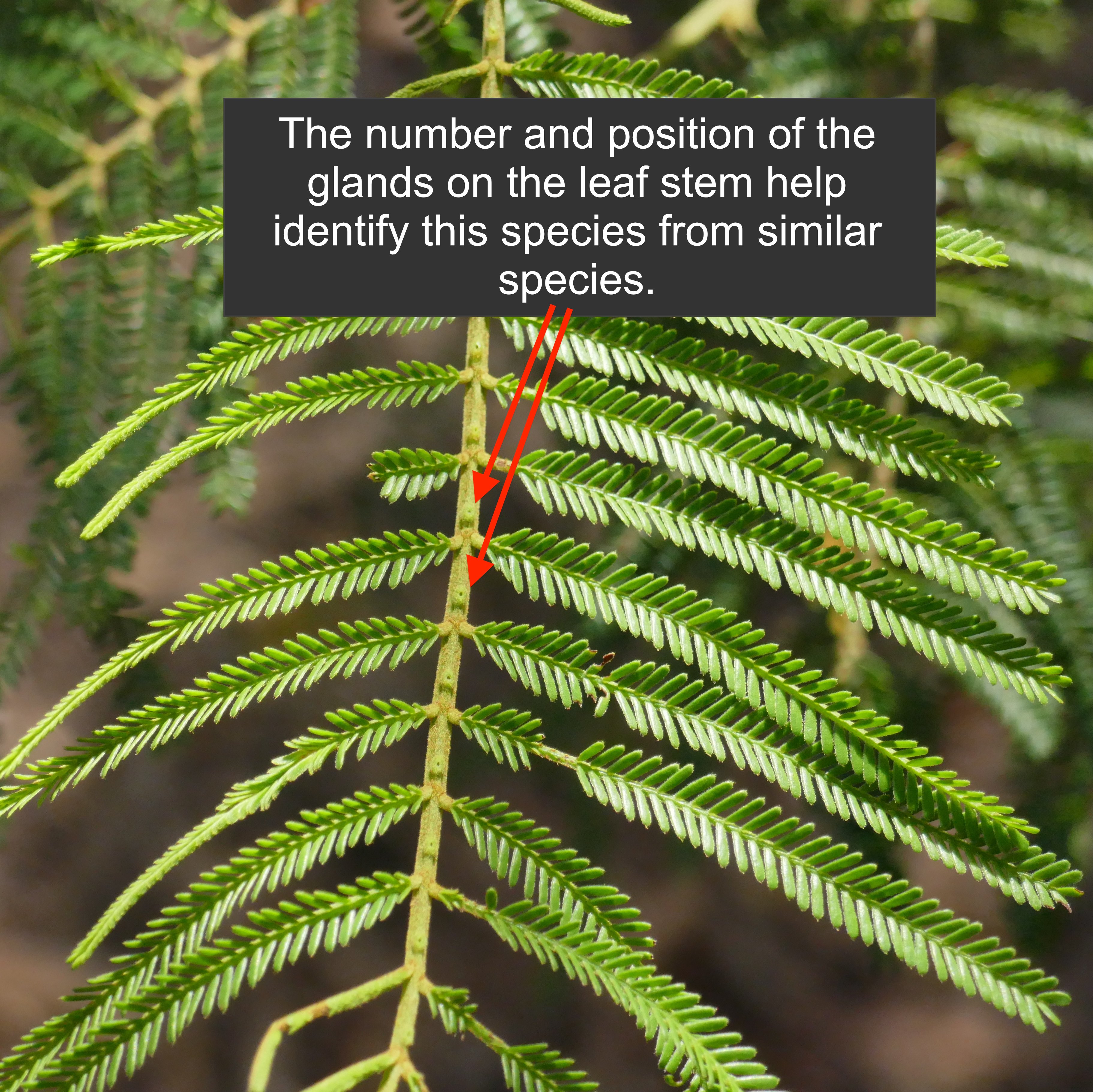 Acacia mearnsii (Black Wattle) at Greenlink Sandbelt Indigenous Nursery